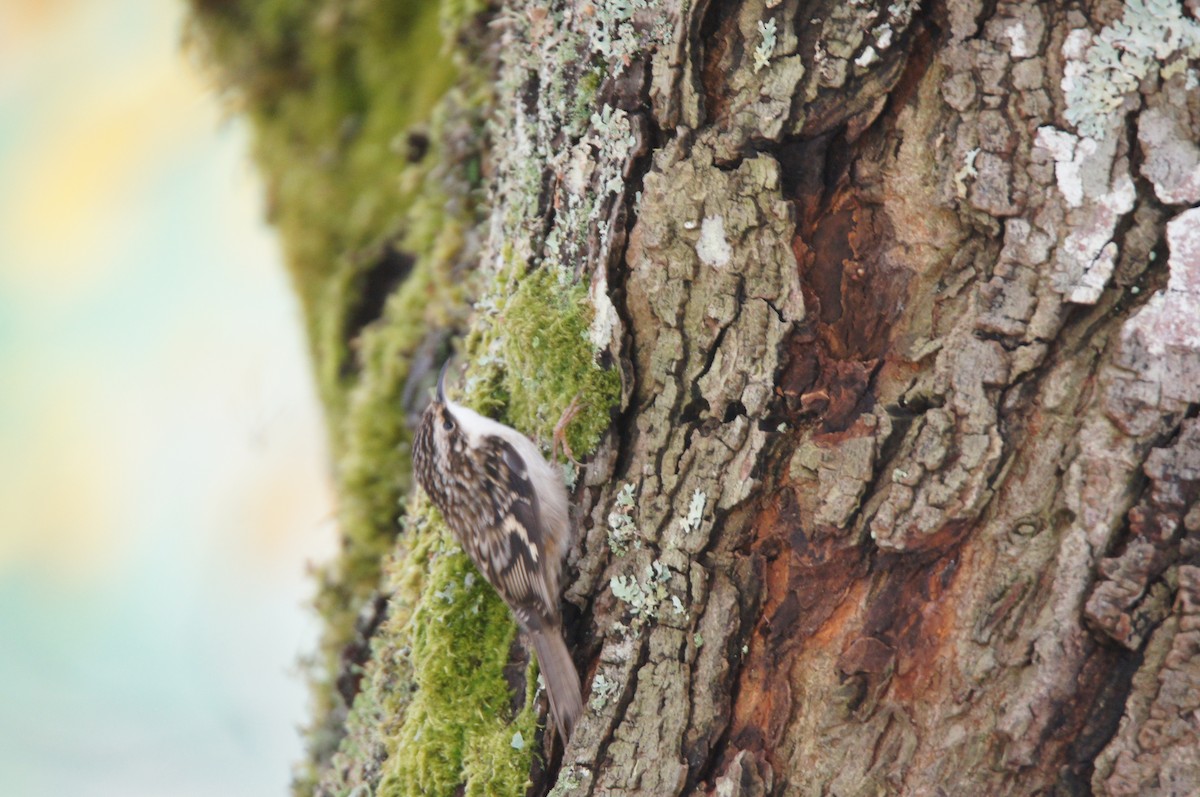 Brown Creeper - ML644296275