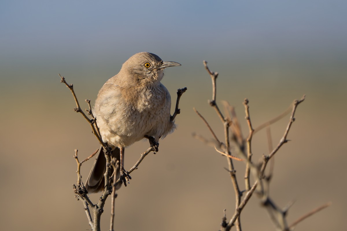 Bendire's Thrasher - ML644296281