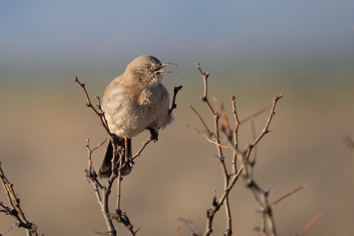 Bendire's Thrasher - ML644296282