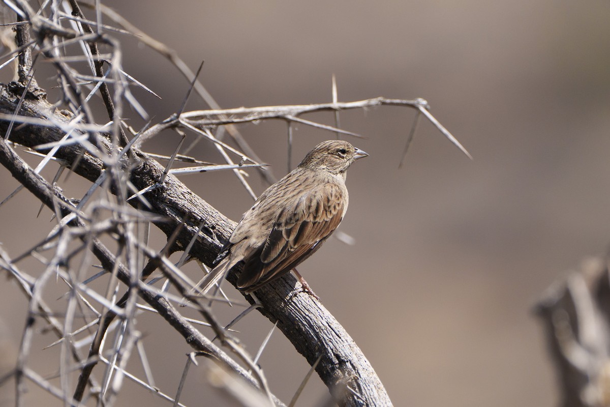 strnad skřivanovitý - ML644296284