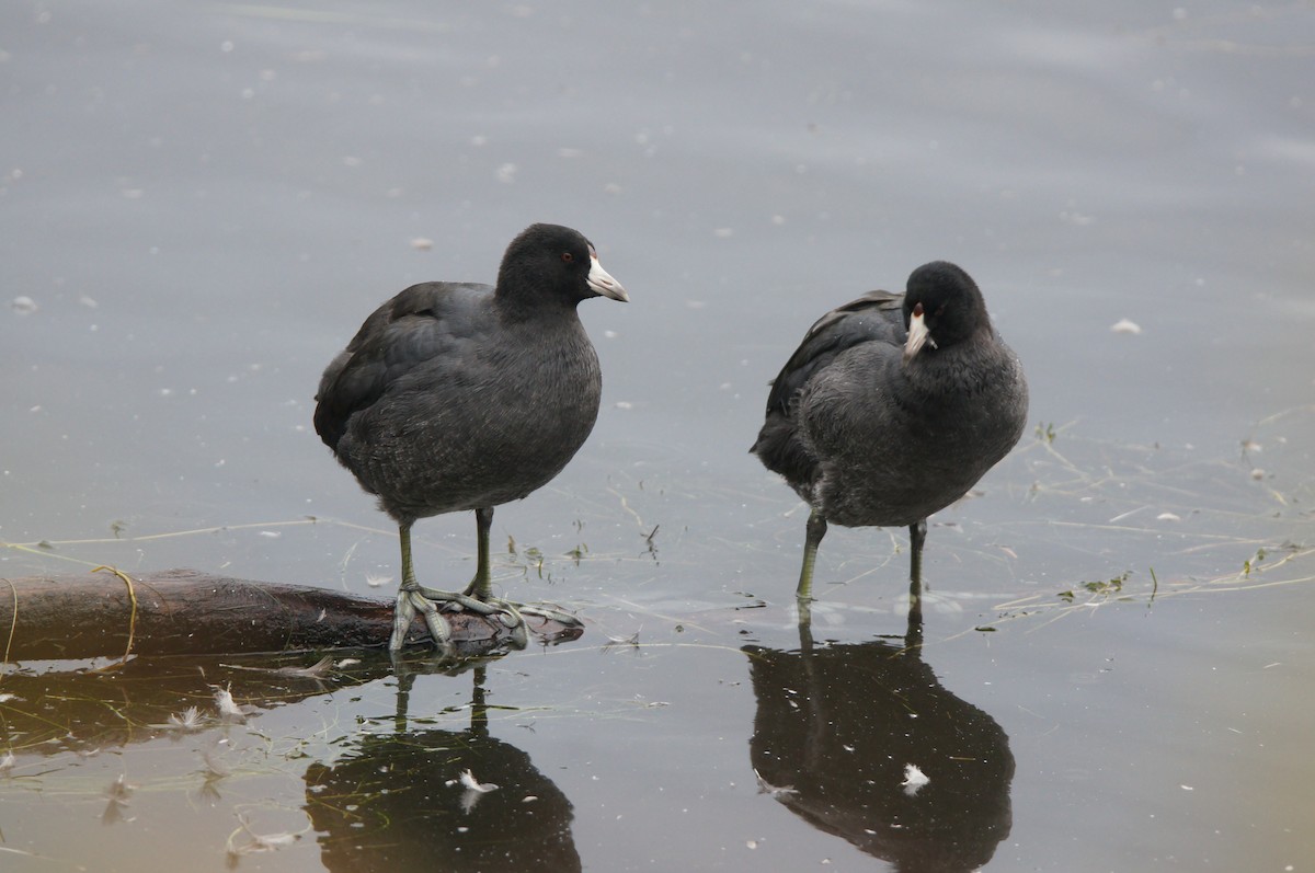 American Coot - ML644296300