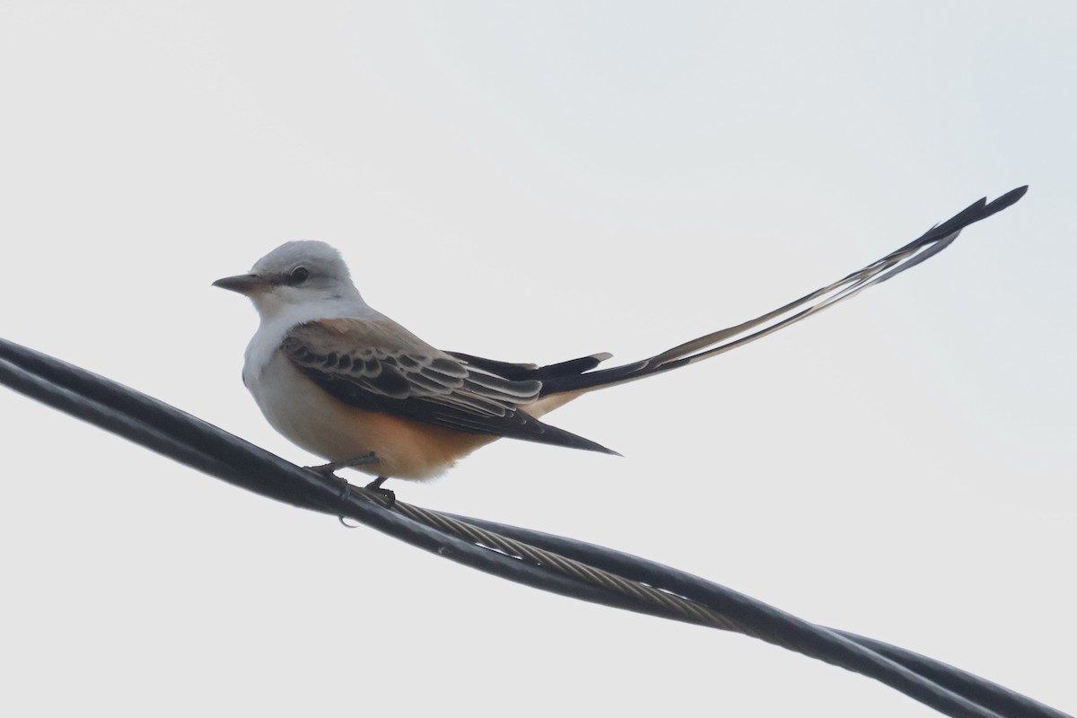 Scissor-tailed Flycatcher - ML644296301