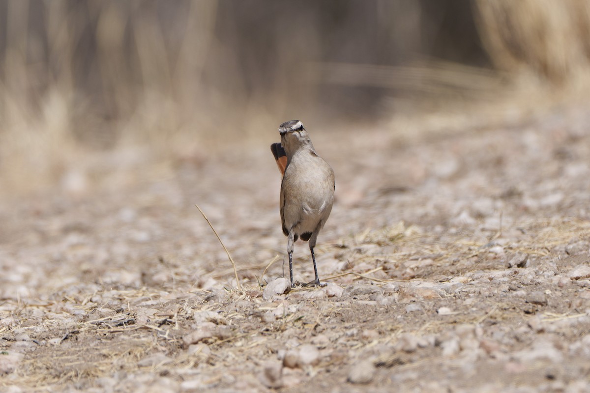 kalaharikrattskvett - ML644296314