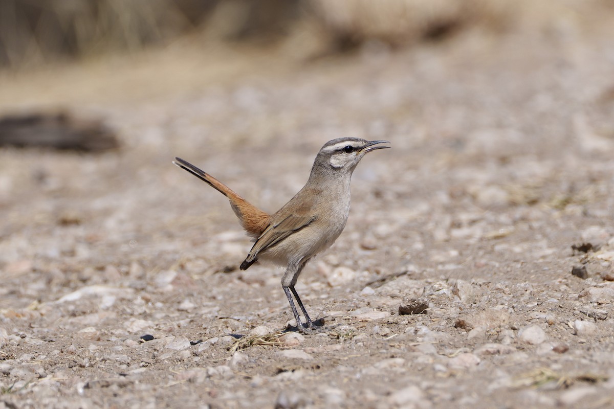 kalaharikrattskvett - ML644296317