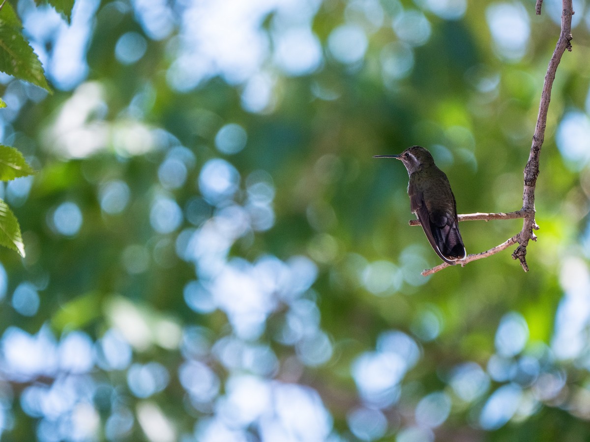 Blue-throated Mountain-gem - ML644296331