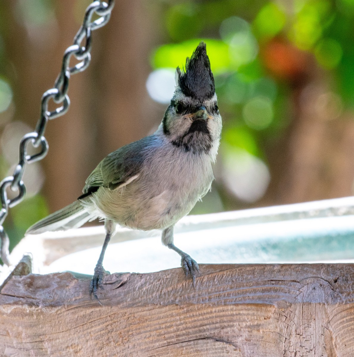 Mésange arlequin - ML644296333