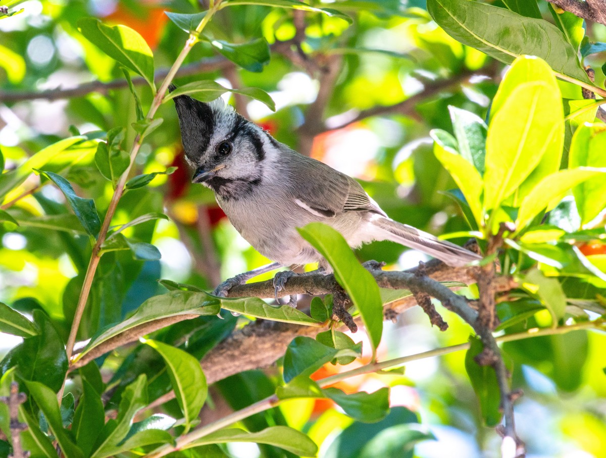 Mésange arlequin - ML644296334