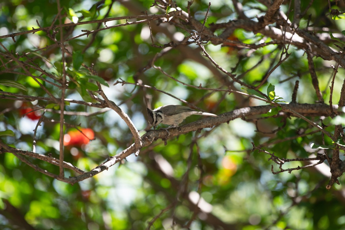 Mésange arlequin - ML644296335