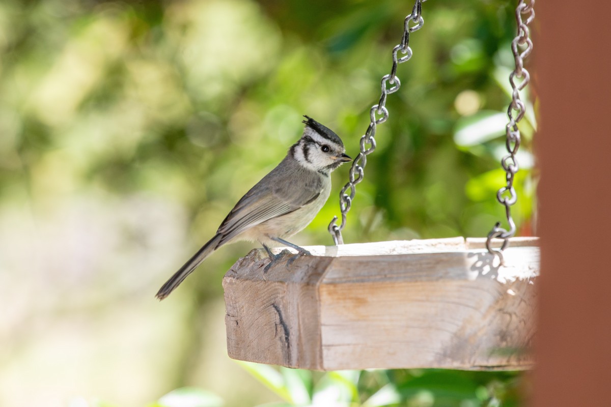 Mésange arlequin - ML644296336
