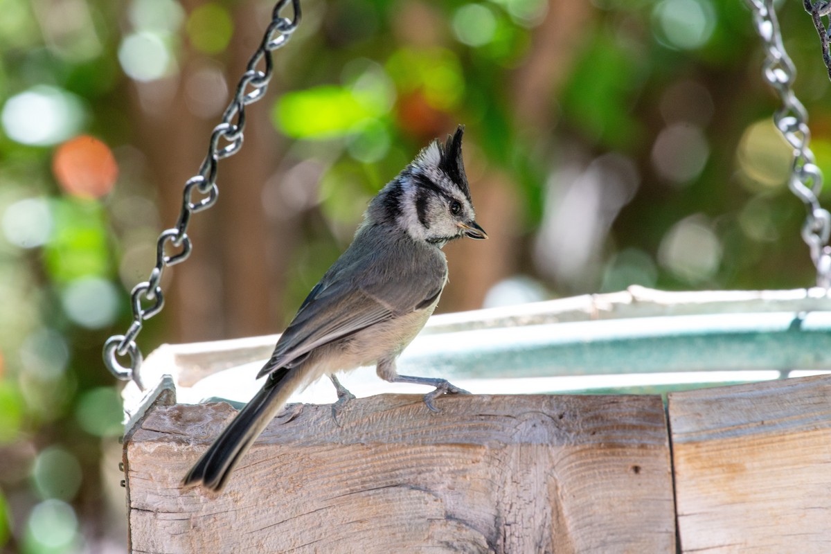 Mésange arlequin - ML644296337