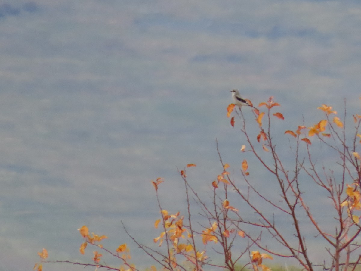 Alcaudón Boreal - ML644296339