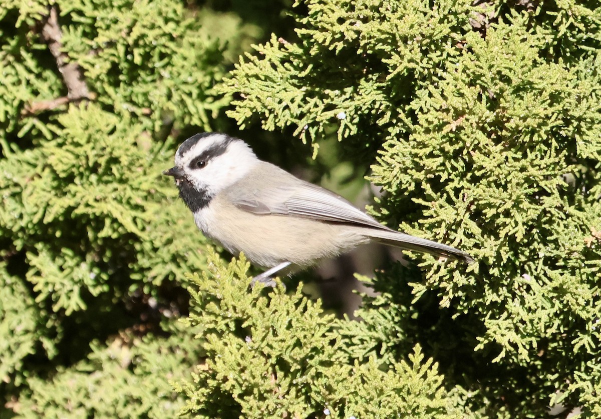 Mountain Chickadee - ML644296343