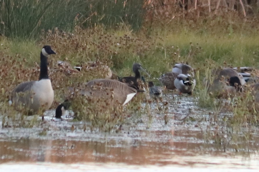 Glossy Ibis - ML644296345