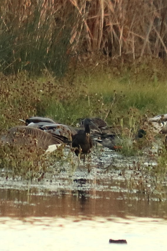 Glossy Ibis - ML644296346