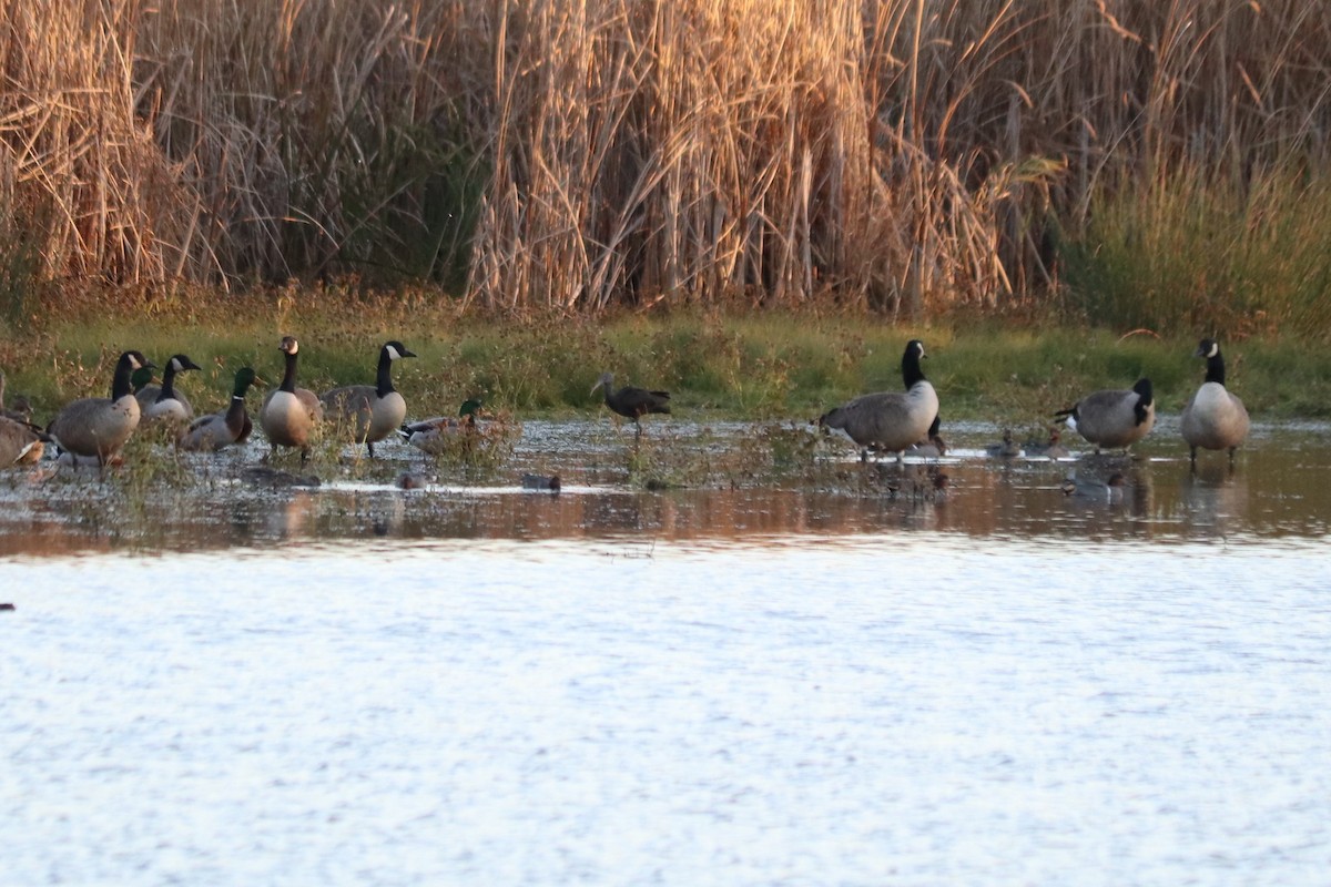 Glossy Ibis - ML644296347
