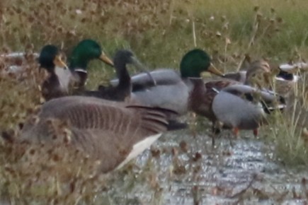 Glossy Ibis - ML644296348