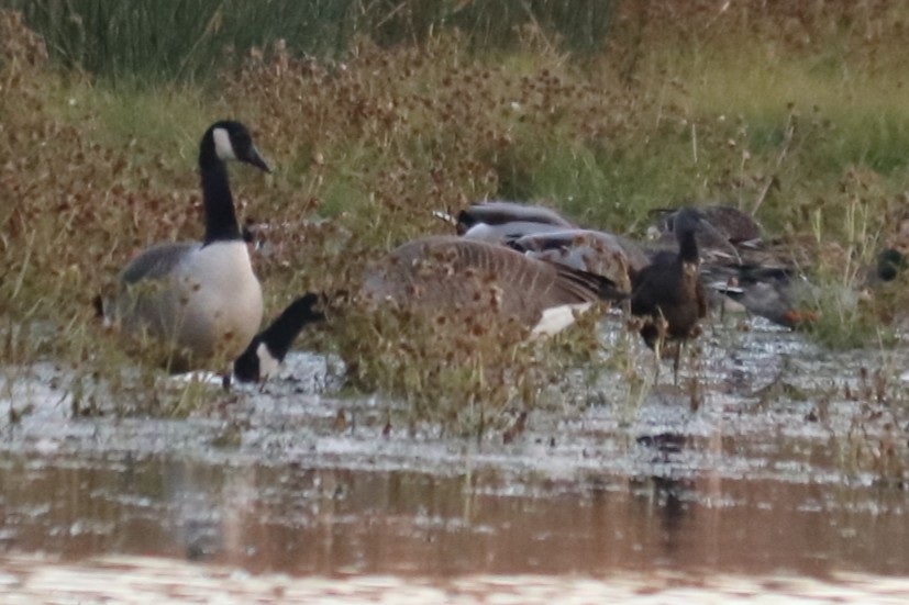 Glossy Ibis - ML644296349