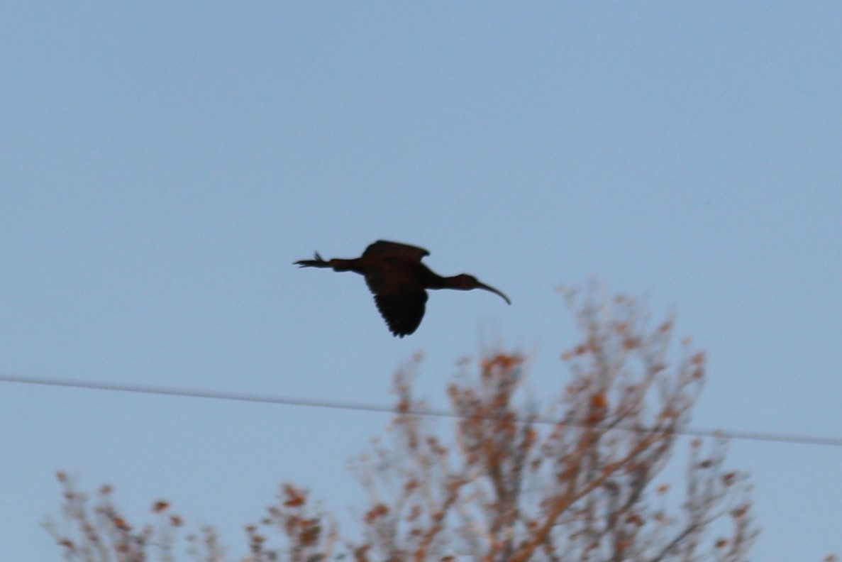Glossy Ibis - ML644296350