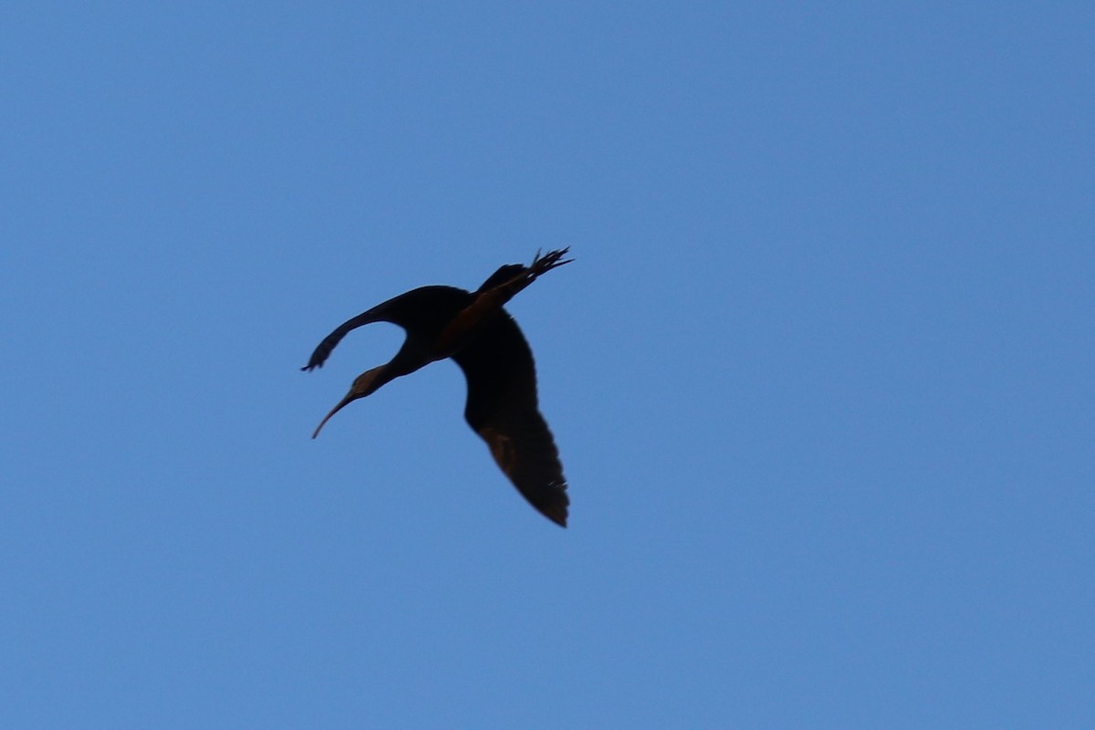 Glossy Ibis - ML644296351