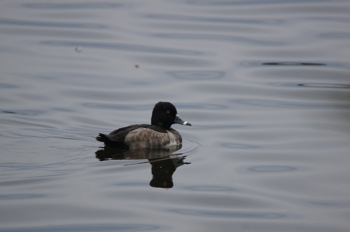 Ring-necked Duck - ML644296352