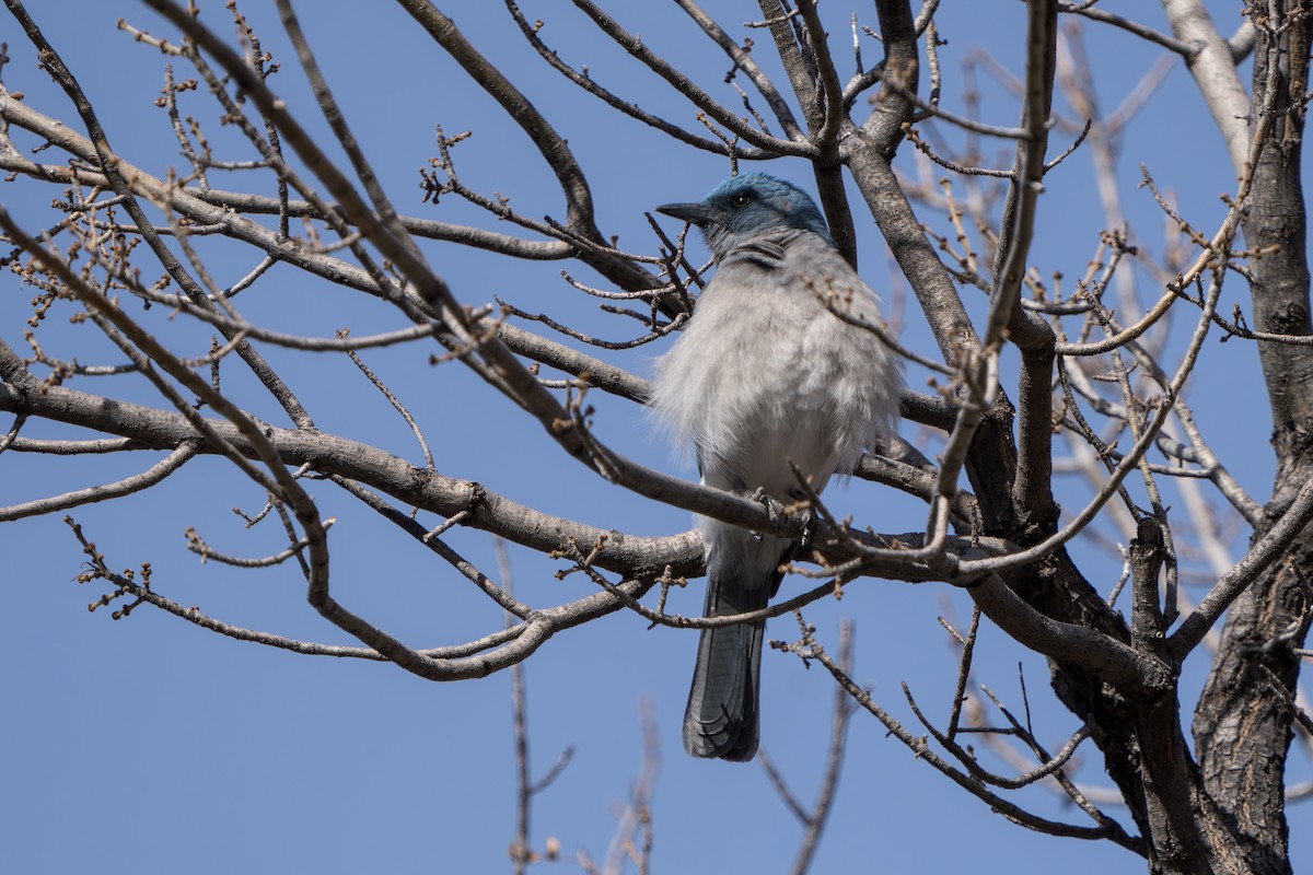 mexicoskrike (wollweberi gr.) - ML644296353