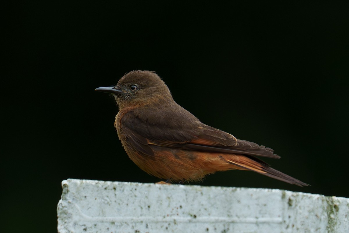 Cliff Flycatcher - ML644296355
