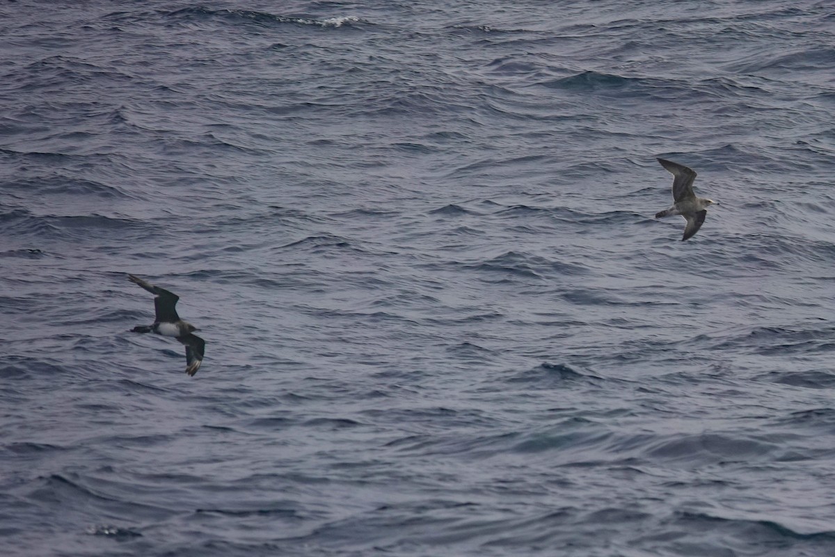 Pomarine Jaeger - ML644296356