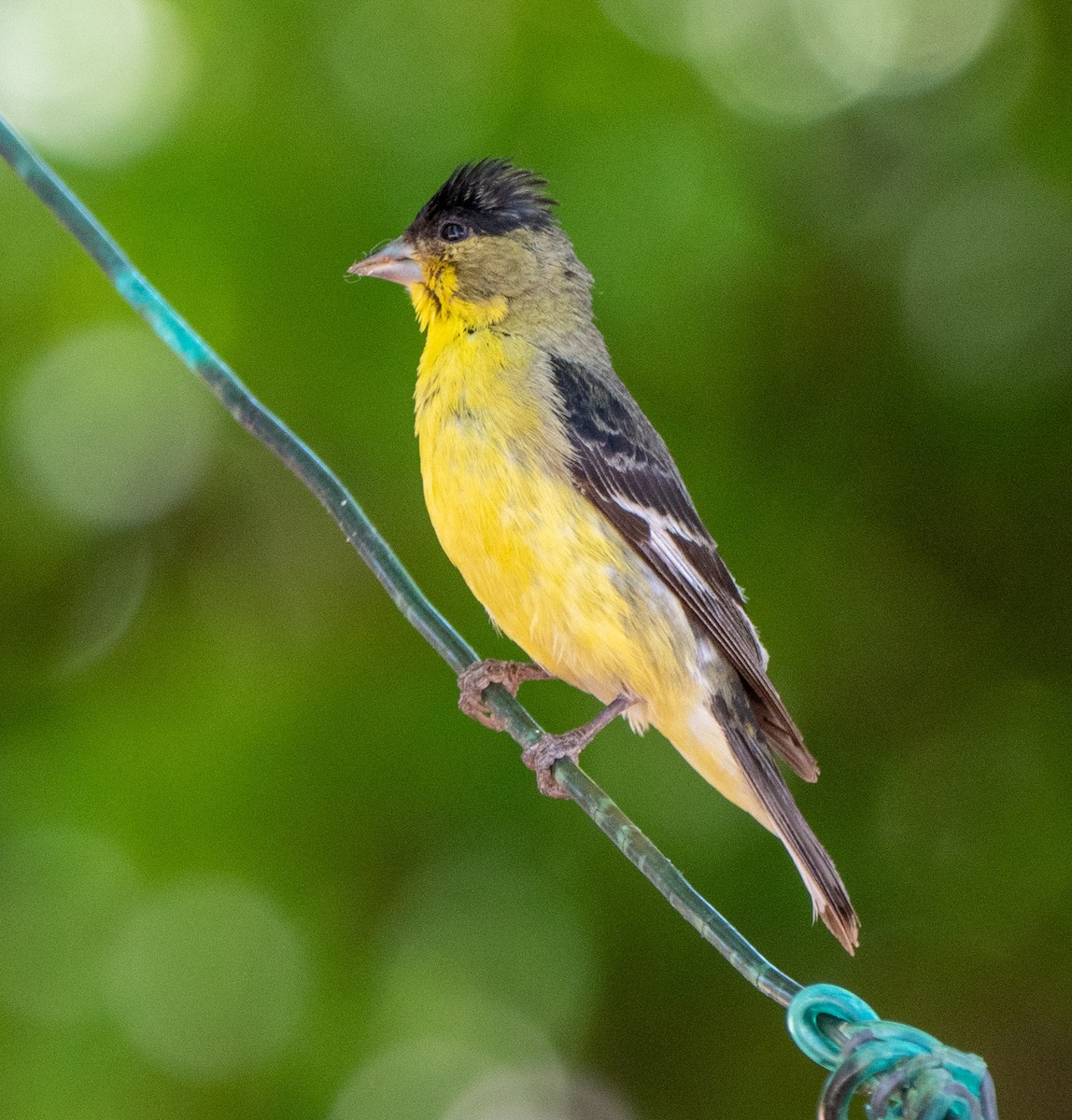 Lesser Goldfinch - ML644296358