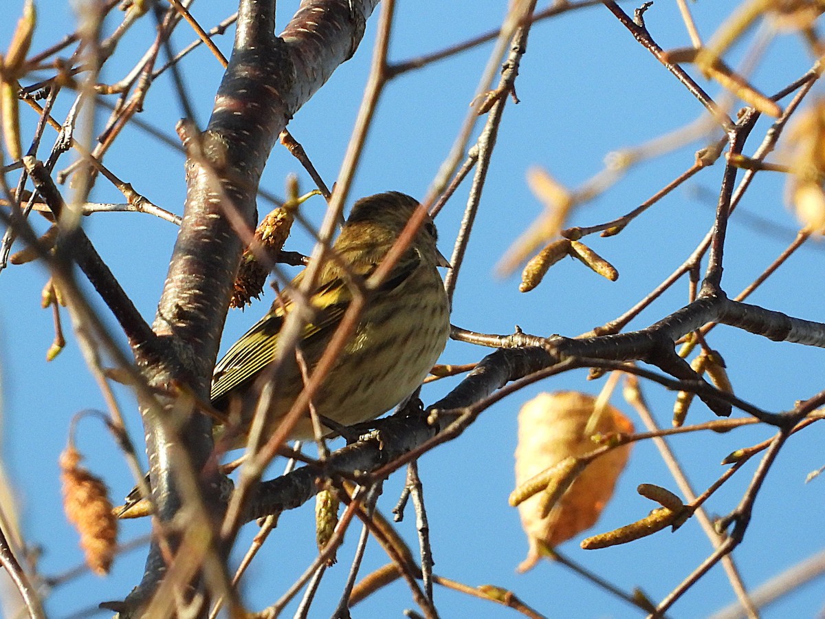 Pine Siskin - ML644296361