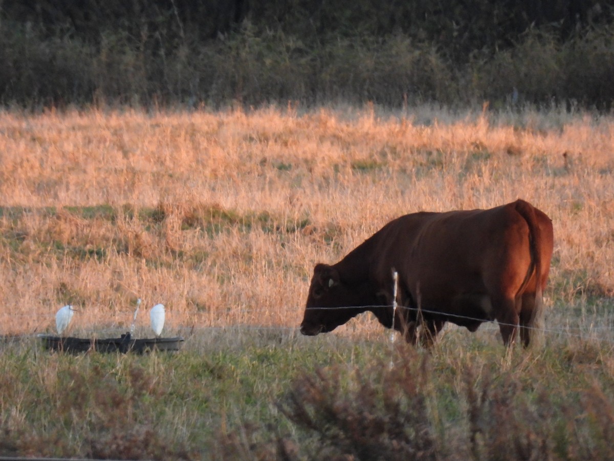 Western Cattle-Egret - ML644296363