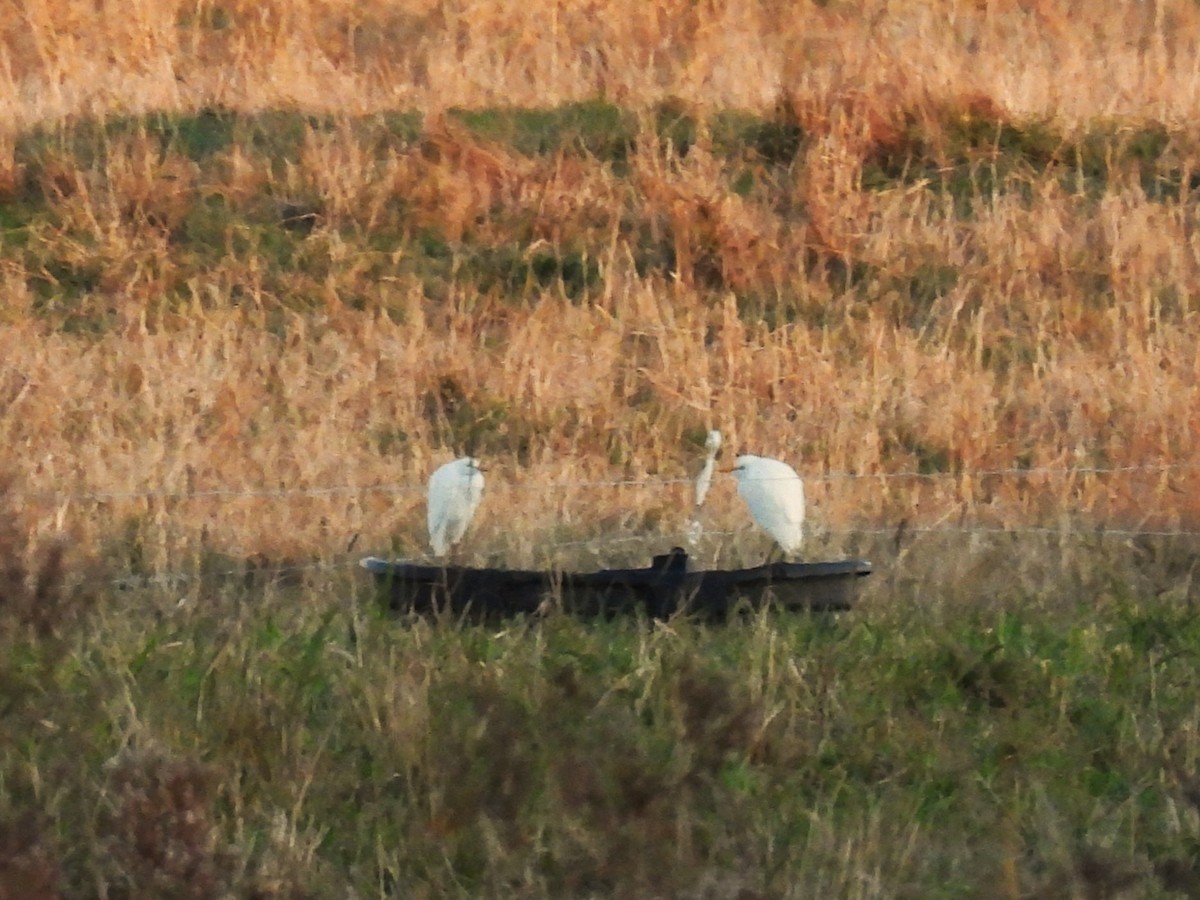 Western Cattle-Egret - ML644296380