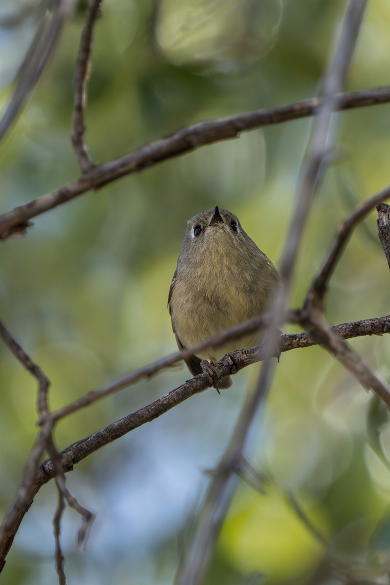 Ruby-crowned Kinglet - ML644296384