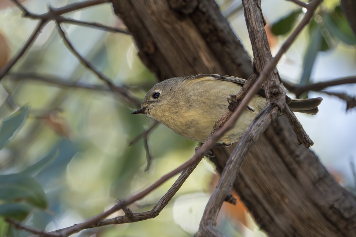 Ruby-crowned Kinglet - ML644296385