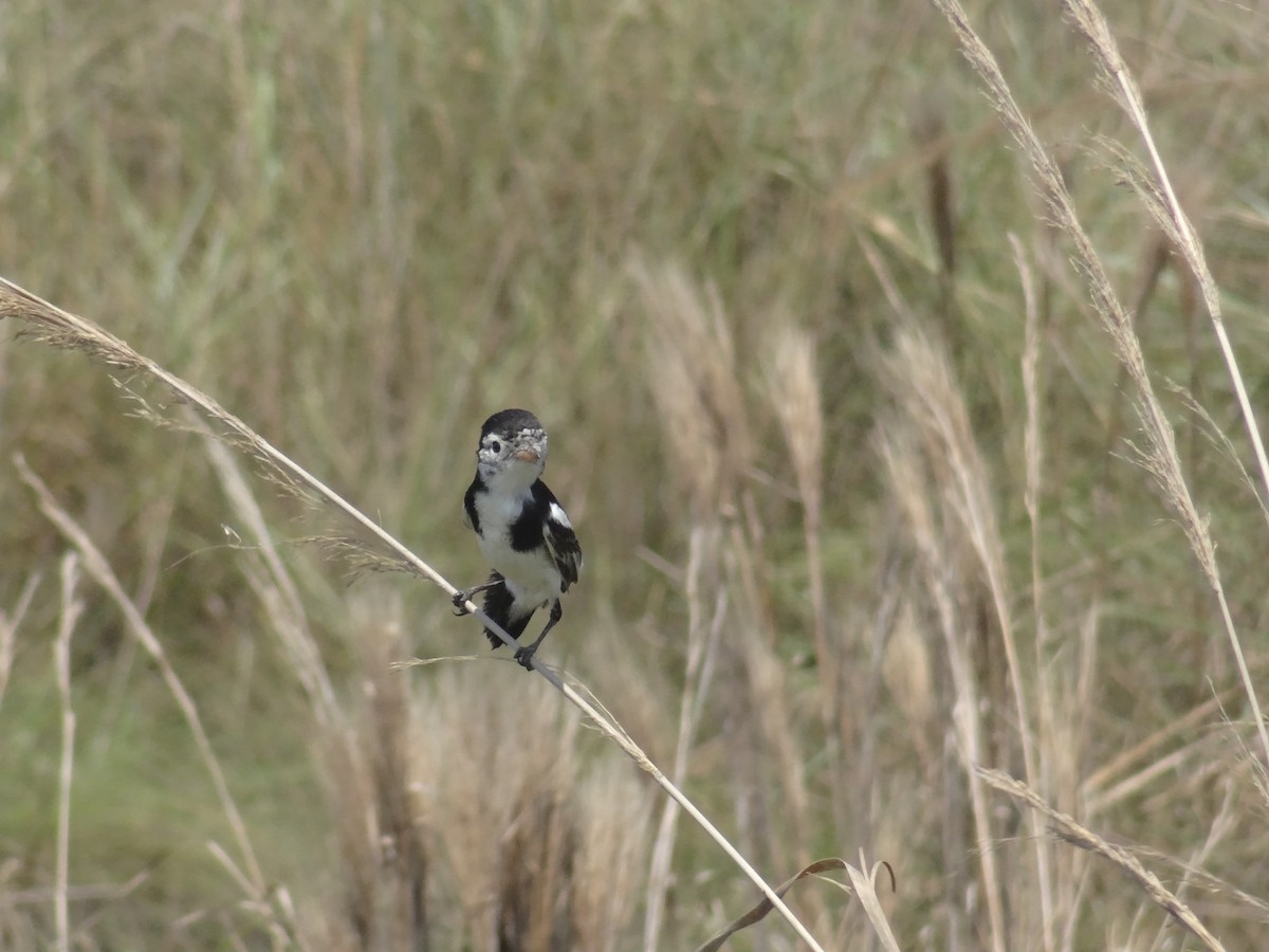 Cock-tailed Tyrant - ML644296393