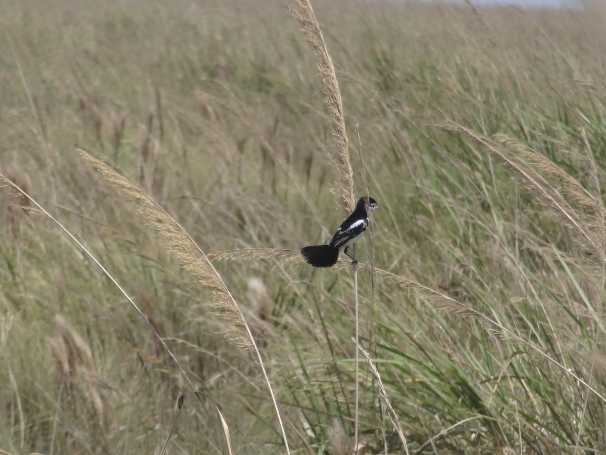 Cock-tailed Tyrant - ML644296394