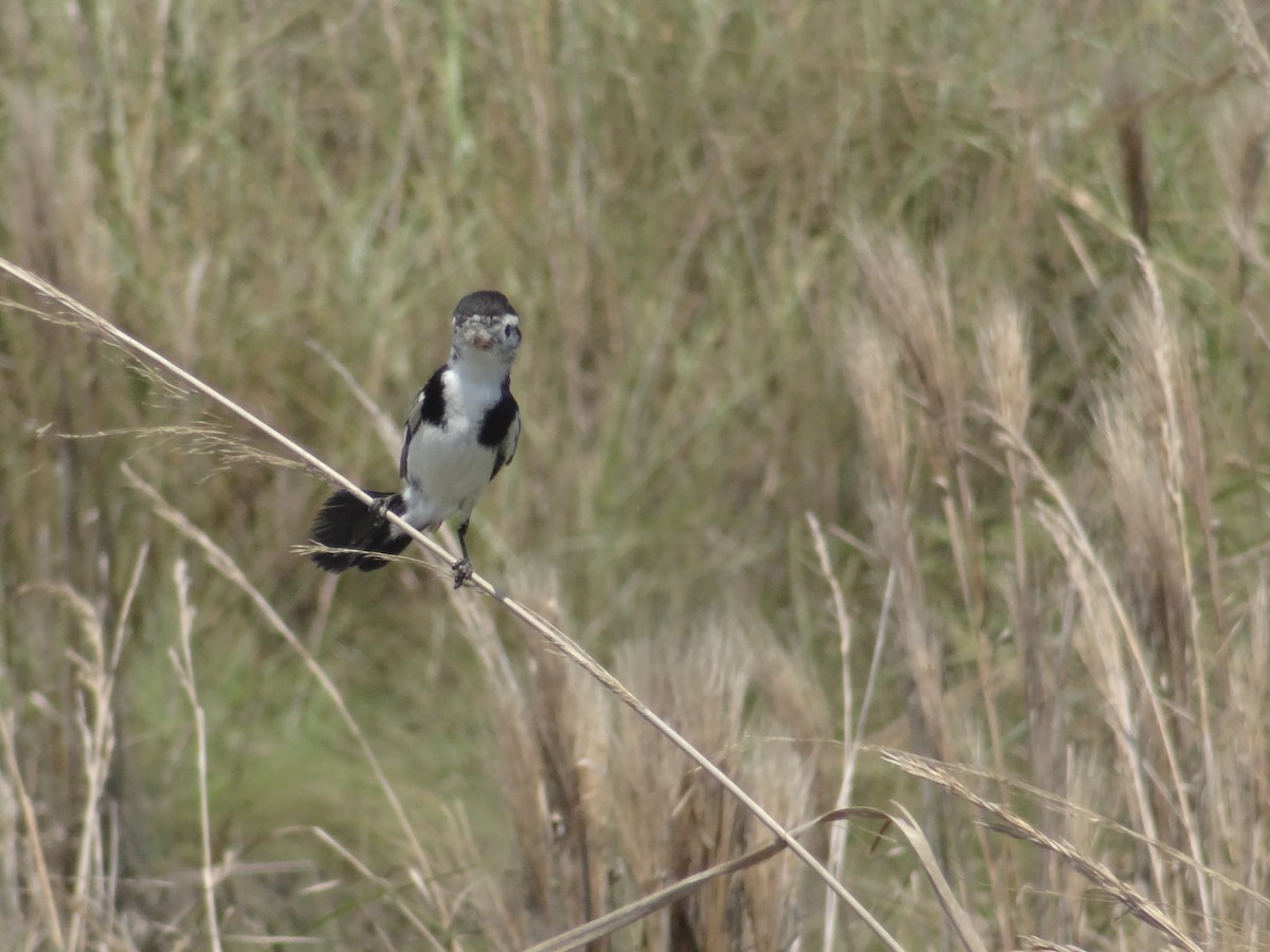 Cock-tailed Tyrant - ML644296395