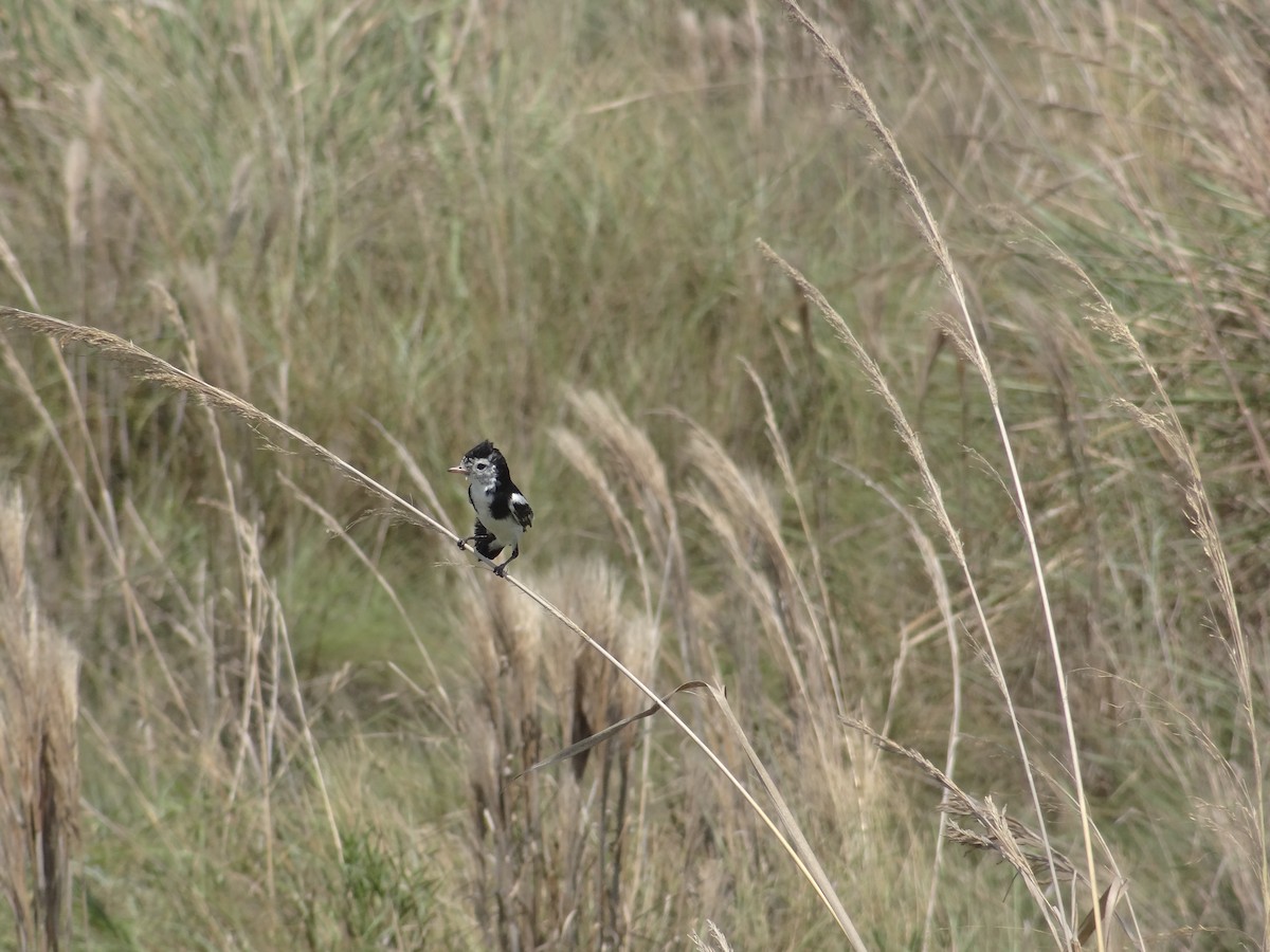 Cock-tailed Tyrant - ML644296396