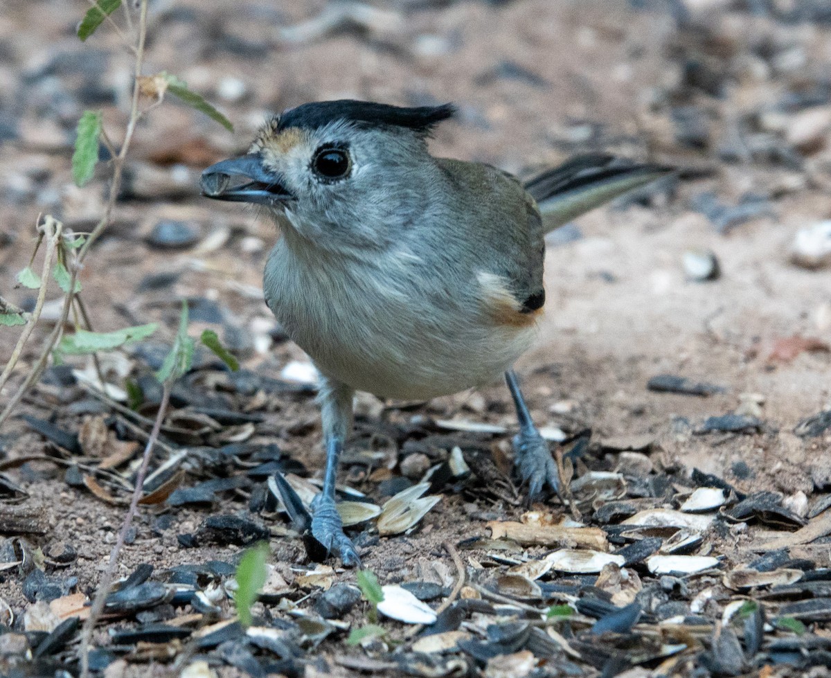 Чернохохлая гренадерка - ML644296415