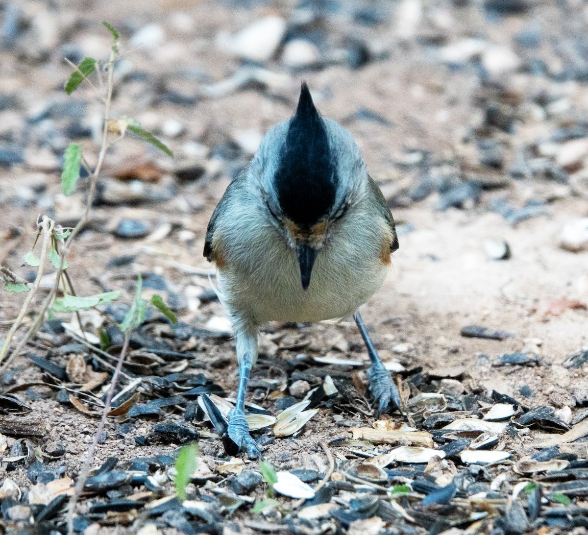 Чернохохлая гренадерка - ML644296416