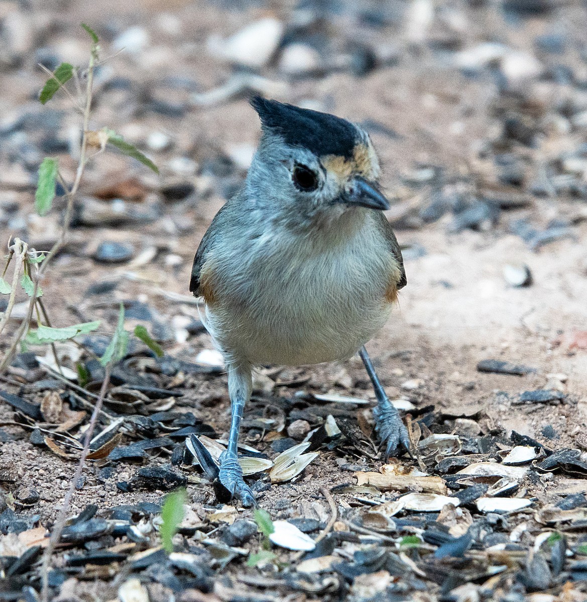 Чернохохлая гренадерка - ML644296417