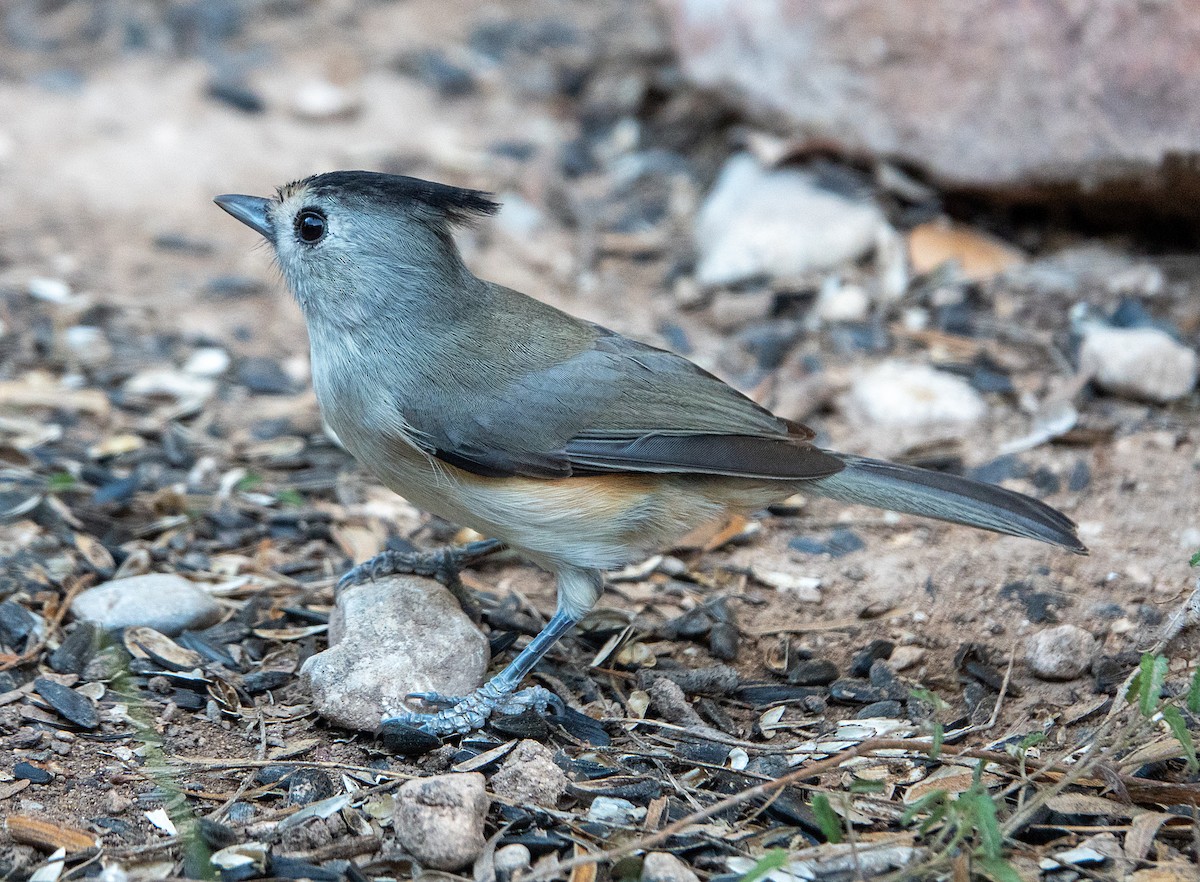 Чернохохлая гренадерка - ML644296419