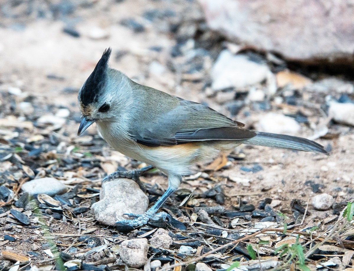 Чернохохлая гренадерка - ML644296420