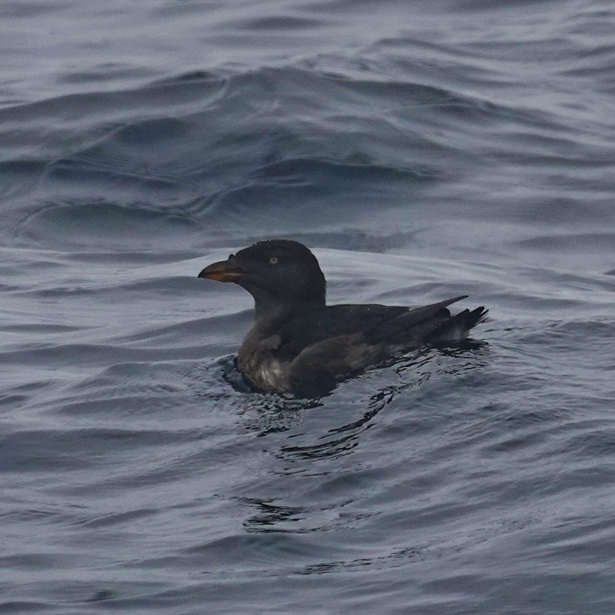 papuchalk růžkatý - ML644296421