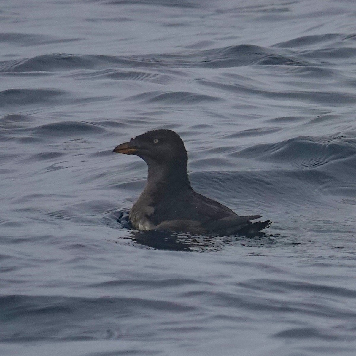 papuchalk růžkatý - ML644296422