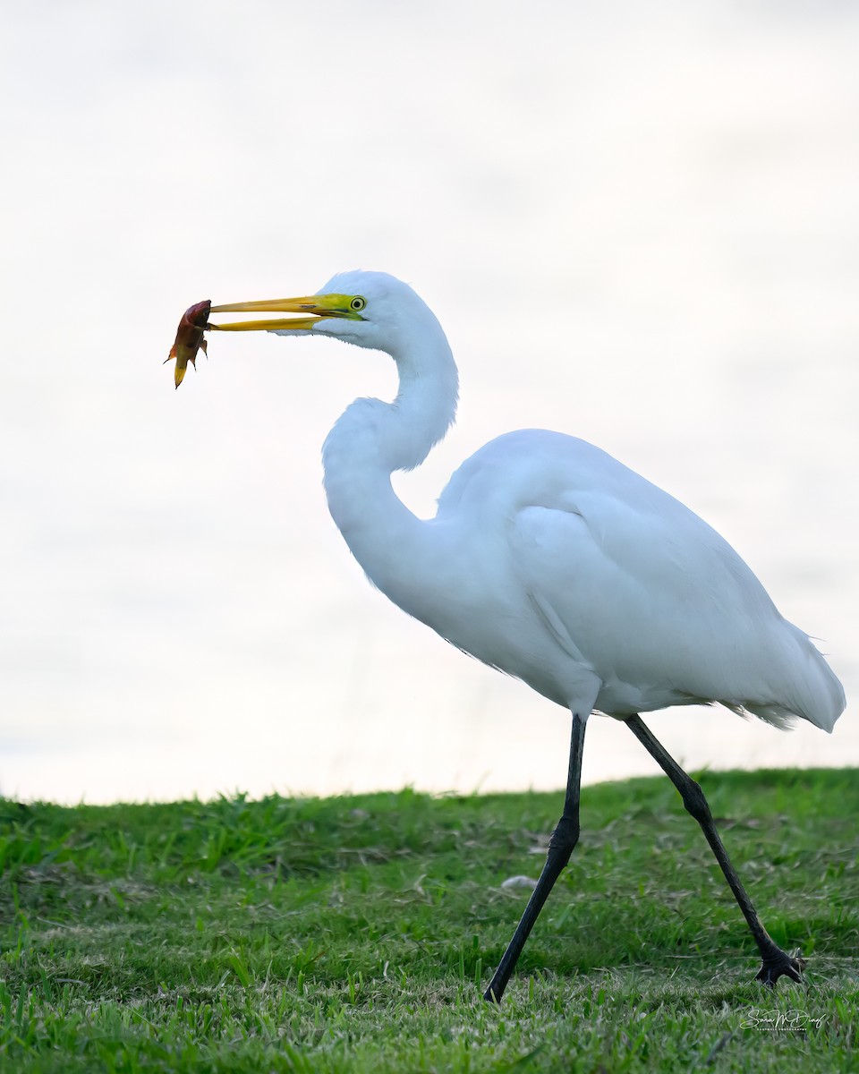 Koartza zuria - ML644296424