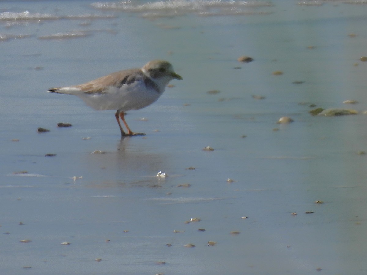 Flötenregenpfeifer - ML644296426