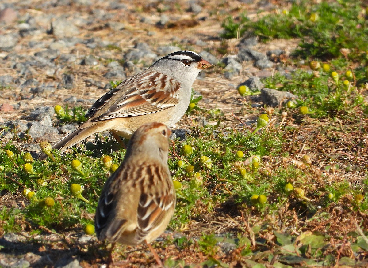 Porsuk Serçesi - ML644296429