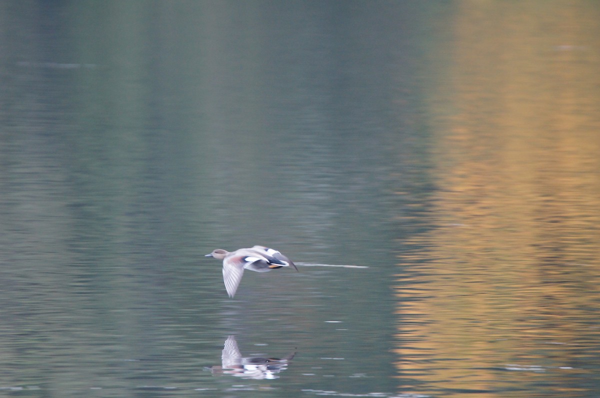 Gadwall - ML644296430