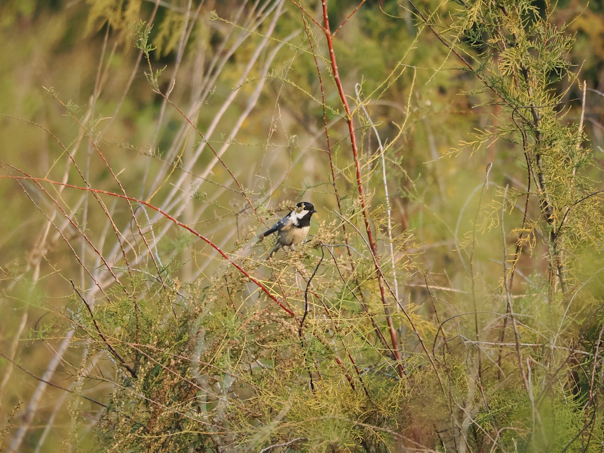 ヒガラ - ML644296436