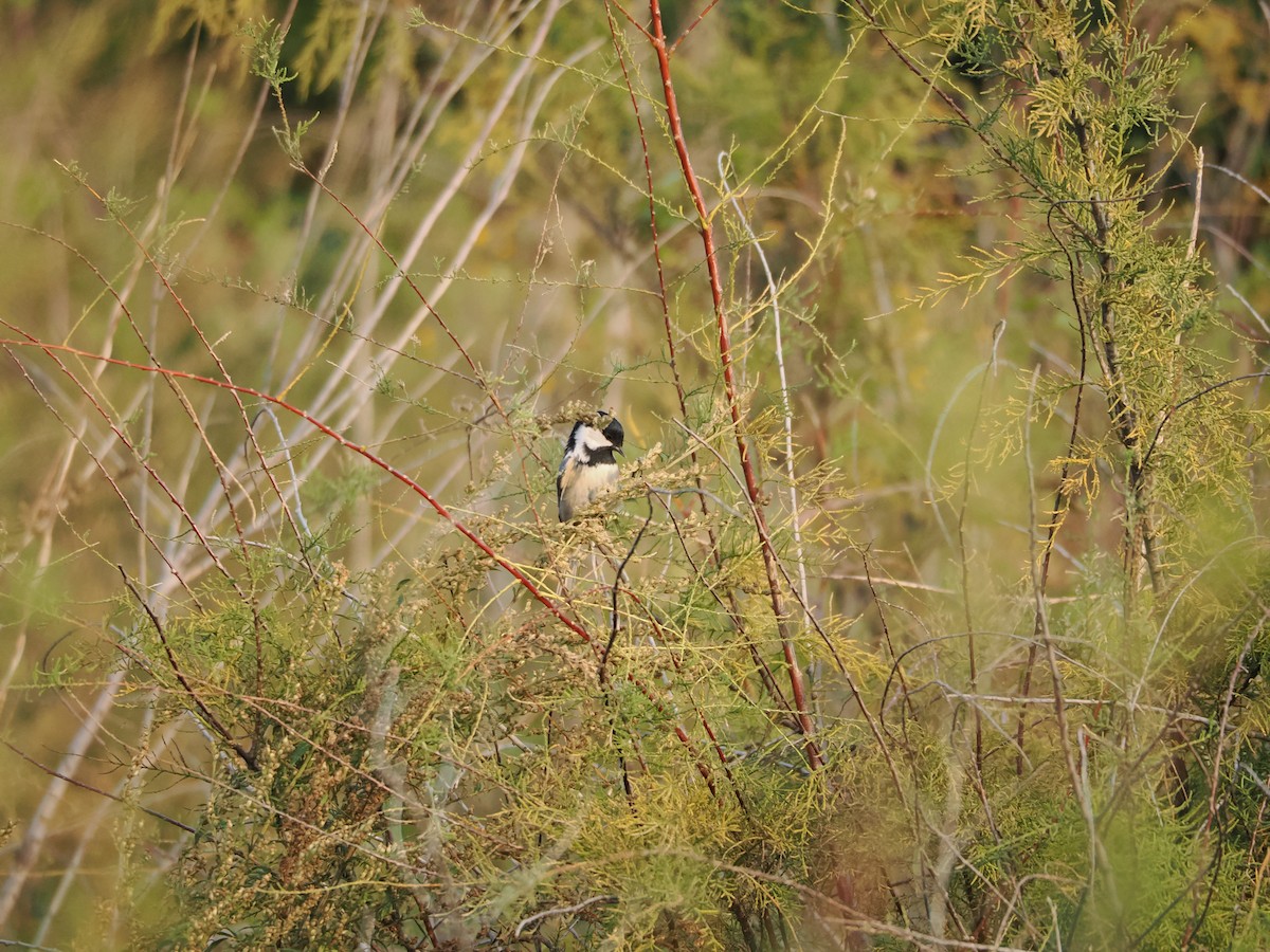 ヒガラ - ML644296437